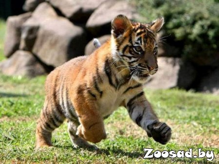 ���������� ���������