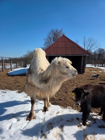 ������� ����