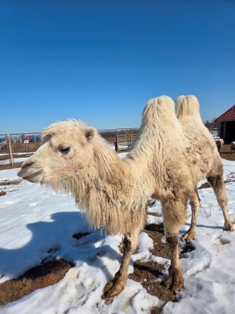 ������� ����