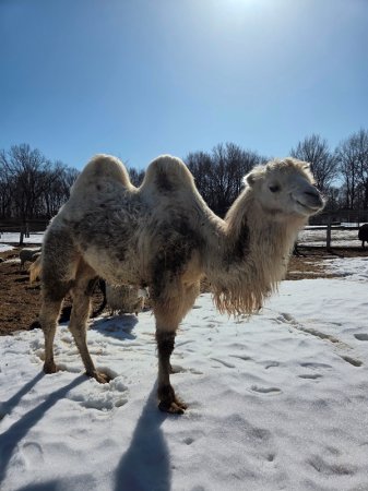 ������� ����