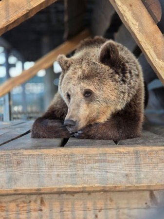 ���������� ������